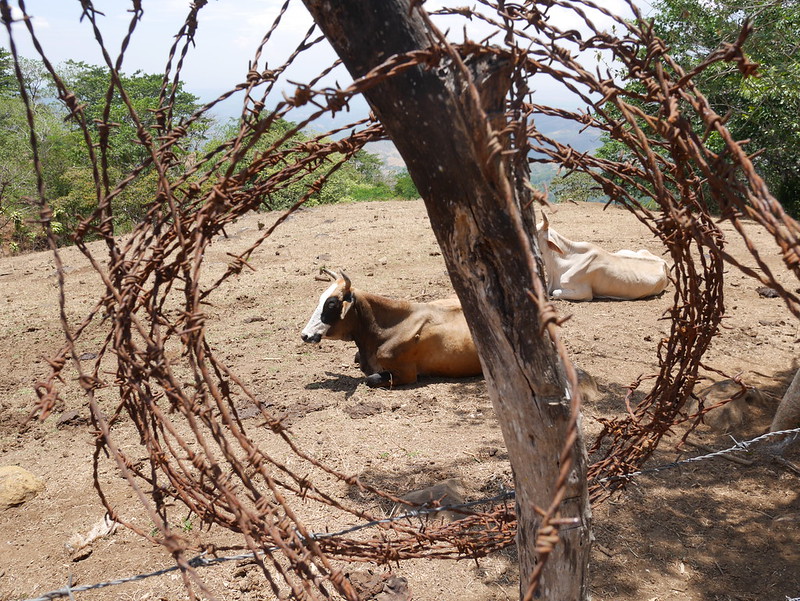 Marvin Jiménez’s family has been dedicated to farming and cattle ranching in Puriscal, Costa Rica