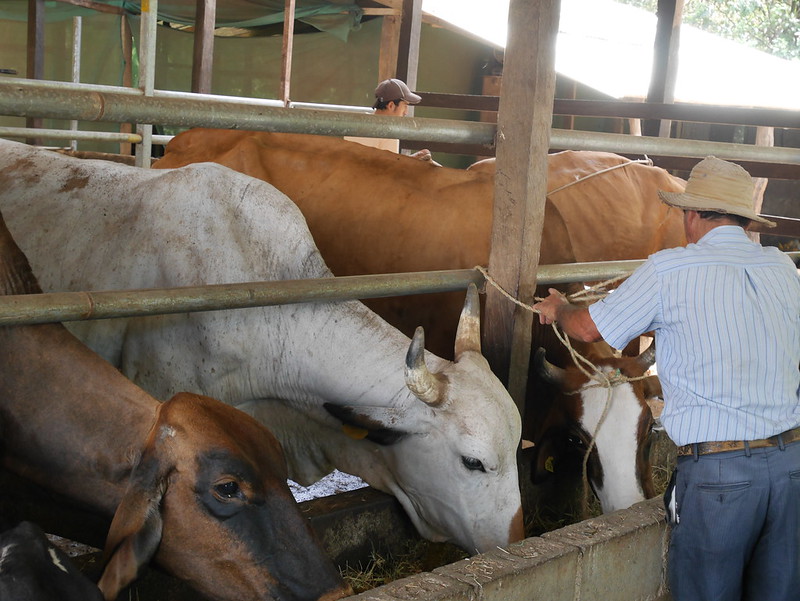 REDD+ Strategy and Low-Carbon Livestock Strategy