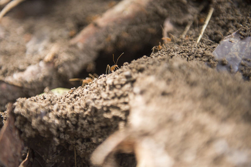 Ants near their nest in the dense forests of Papua New Guinea. 