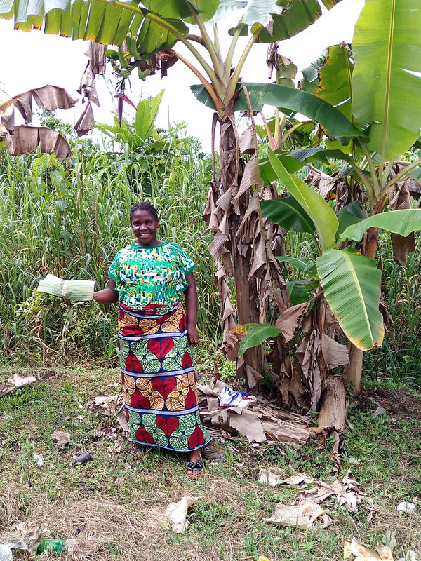 Planting new mangrove seedlings