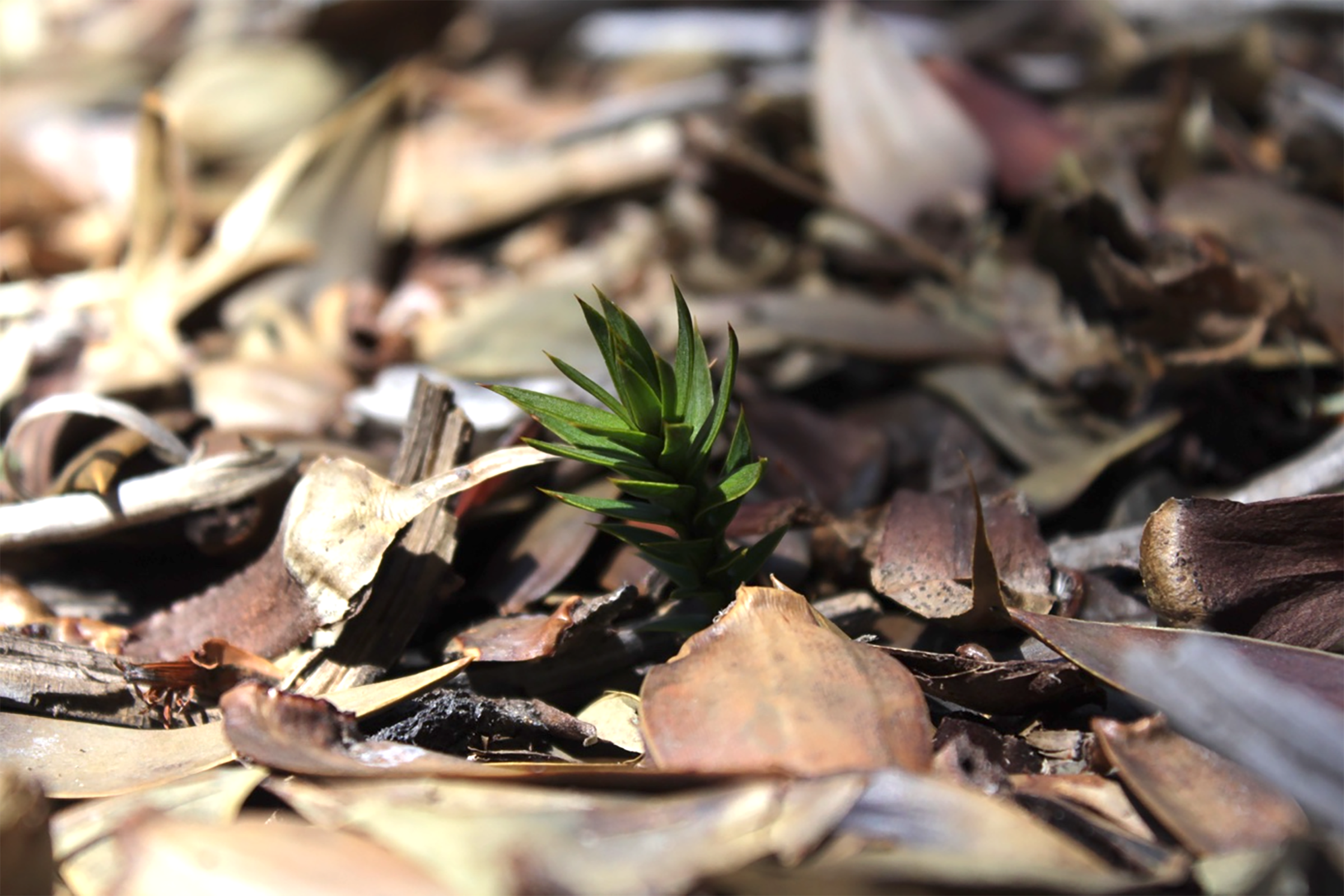 Adaptating and mitigating climate change in Chile – the case of the Mapuche-Pehuenche community