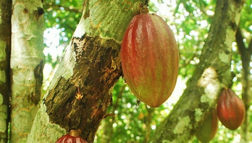 Reconciling forestry and agriculture