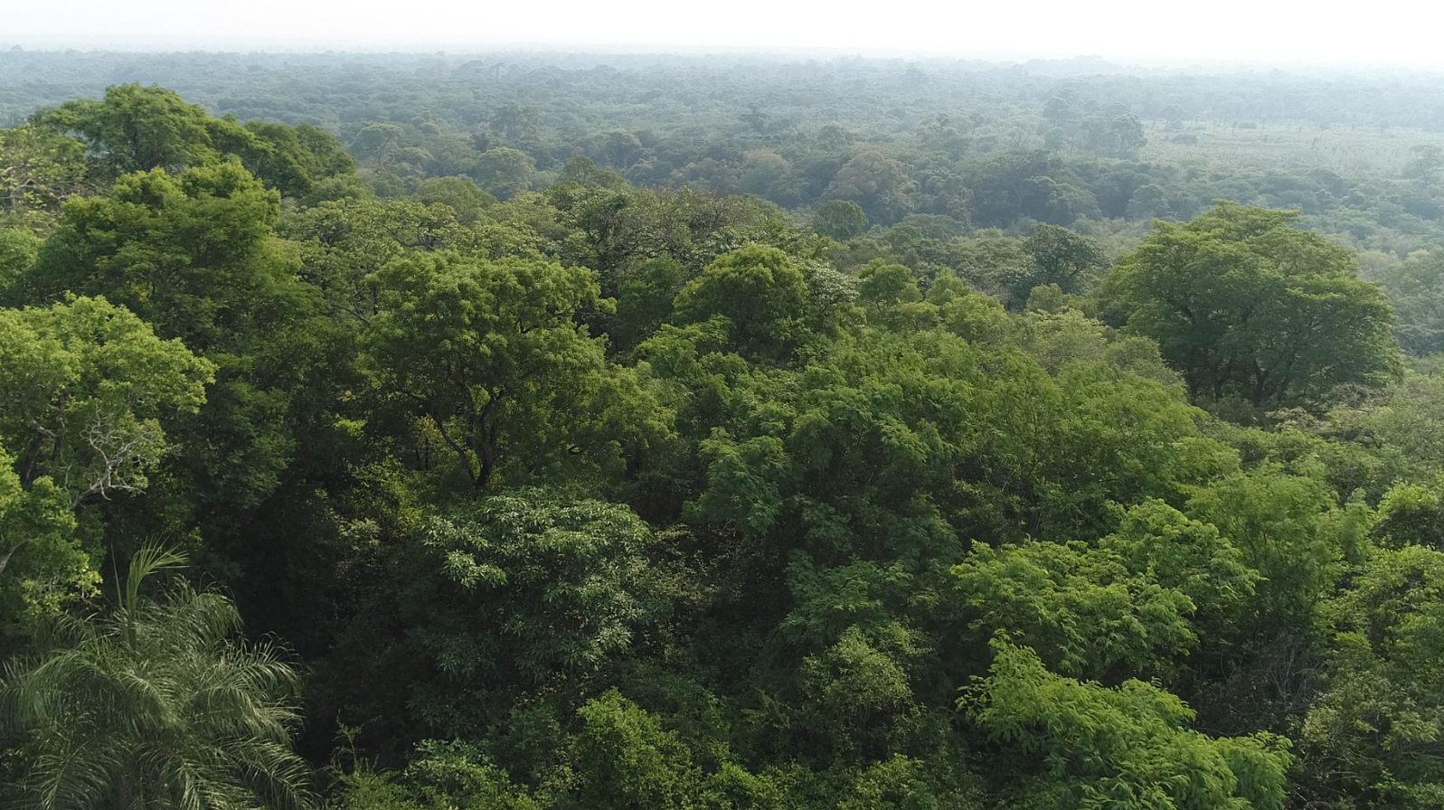 Paraguay VERDE REDD+