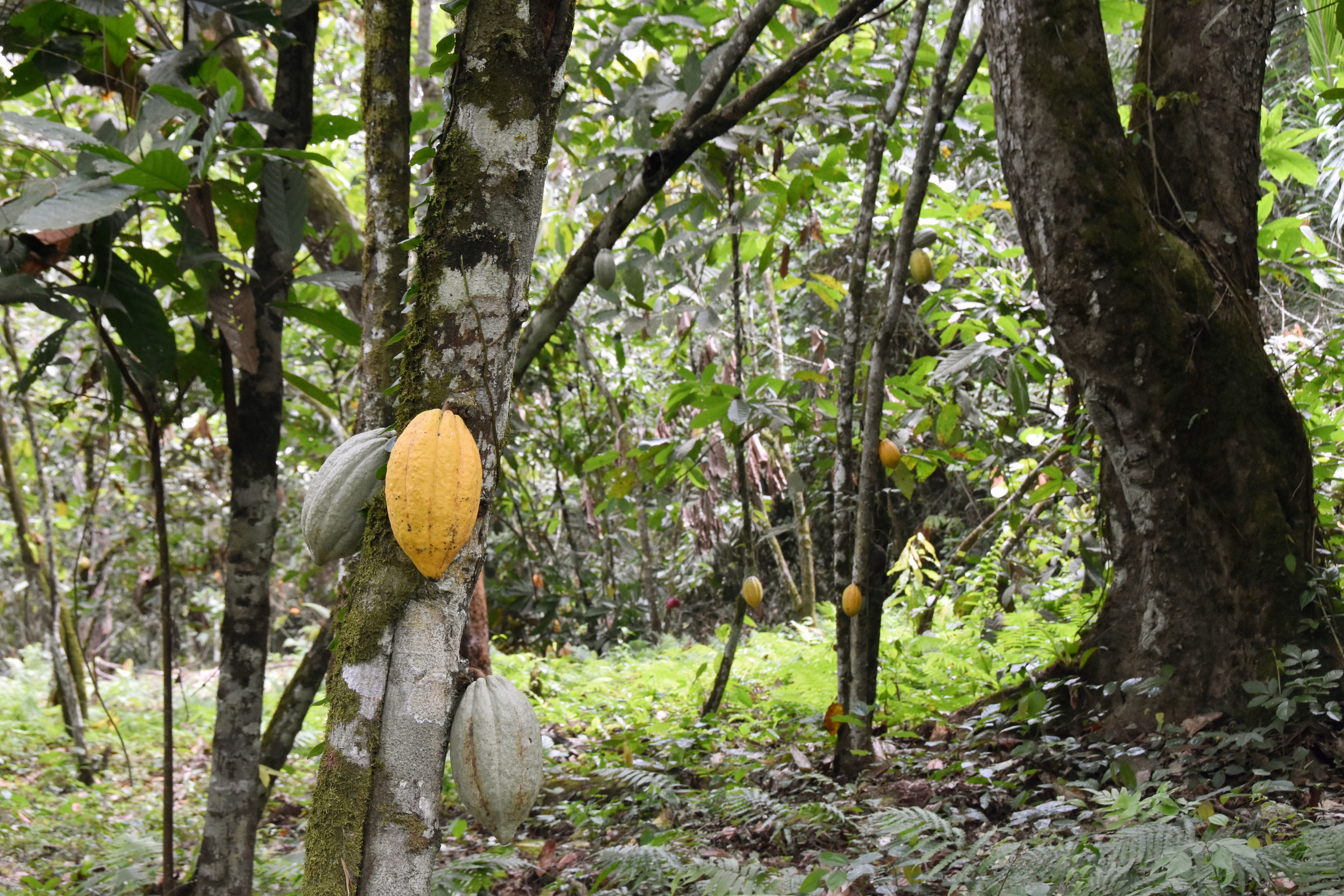 Cocoa bean hanging on a tree