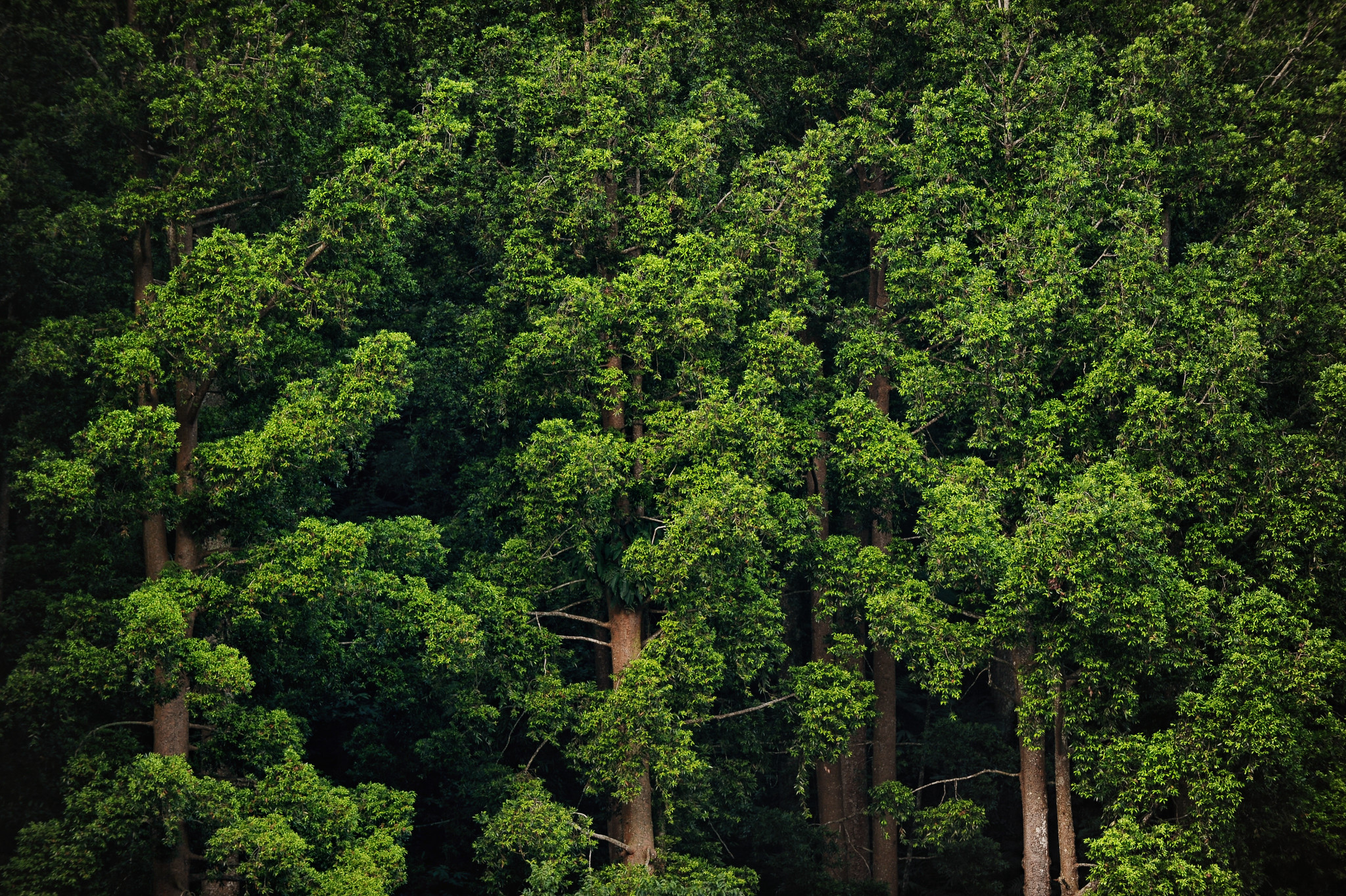 aaaa