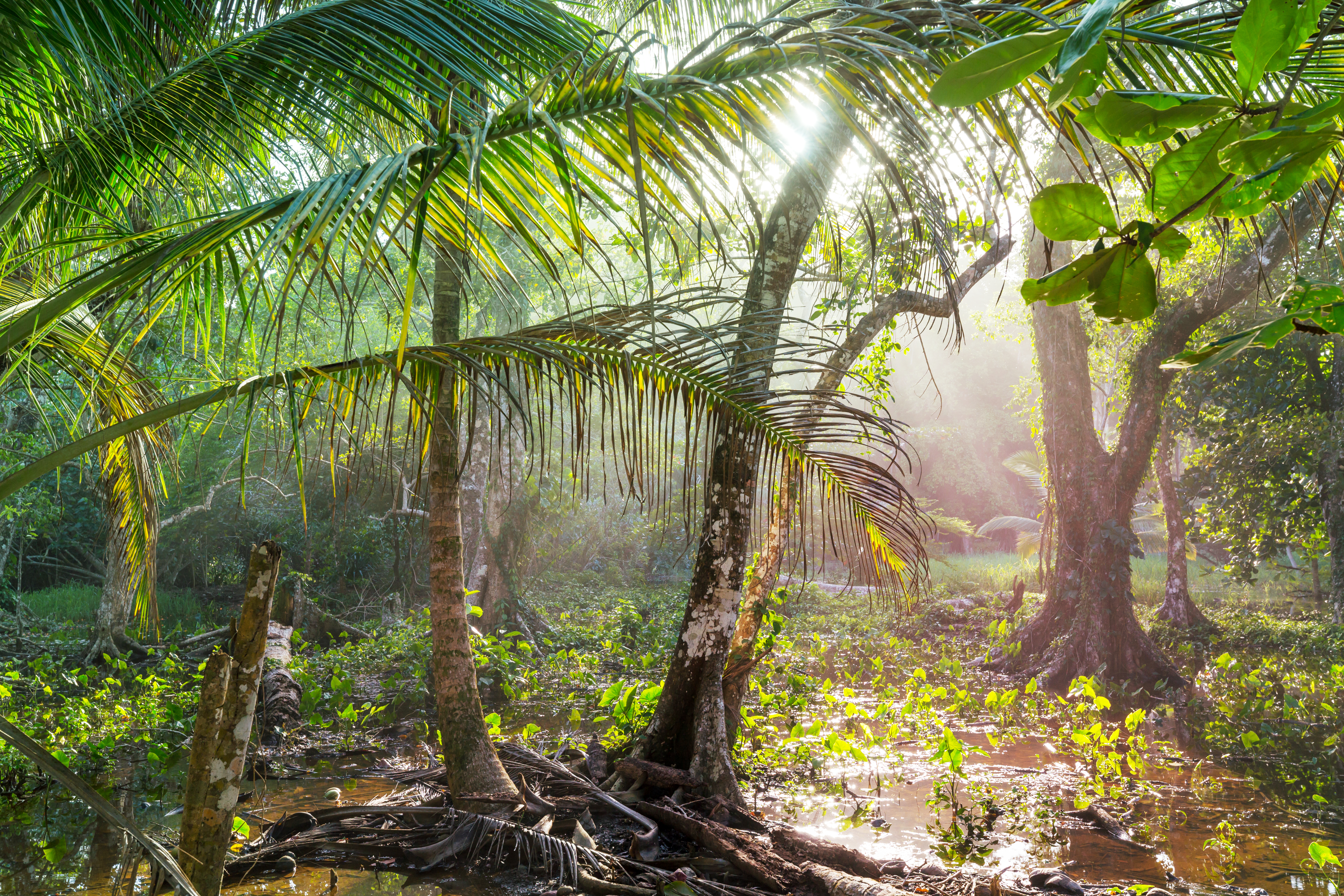 Forest and wet soil in Costa Rica