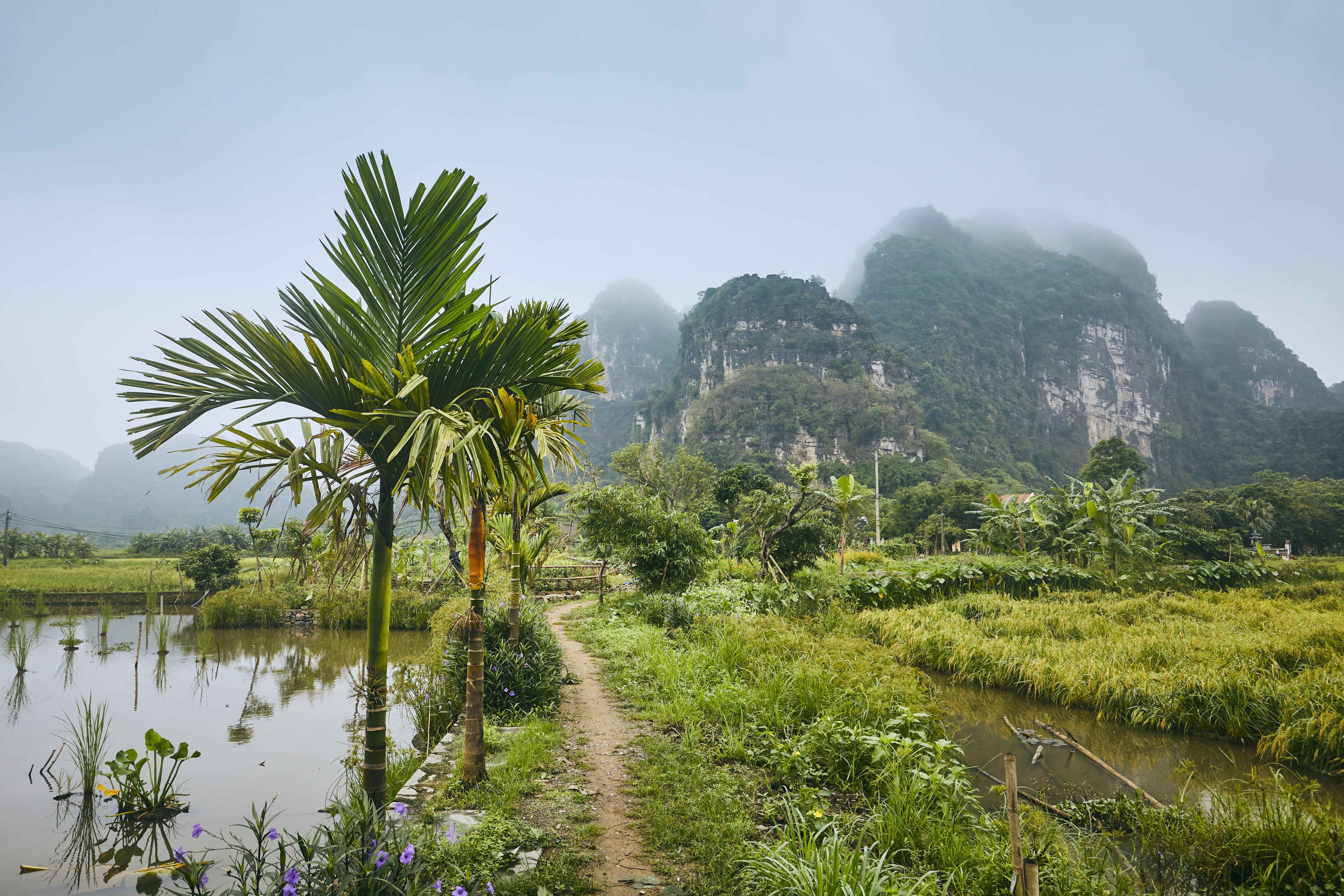 Vietnam Forest
