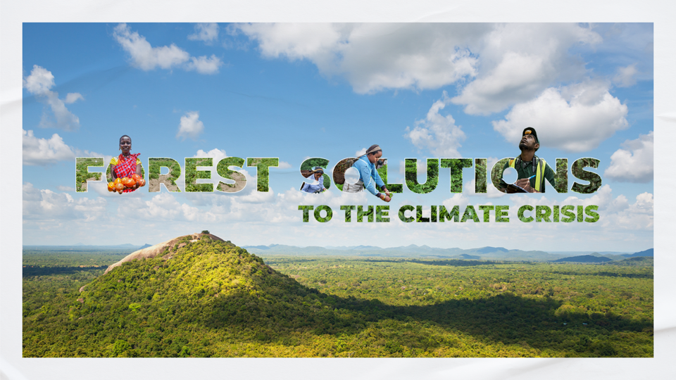 forest solutions