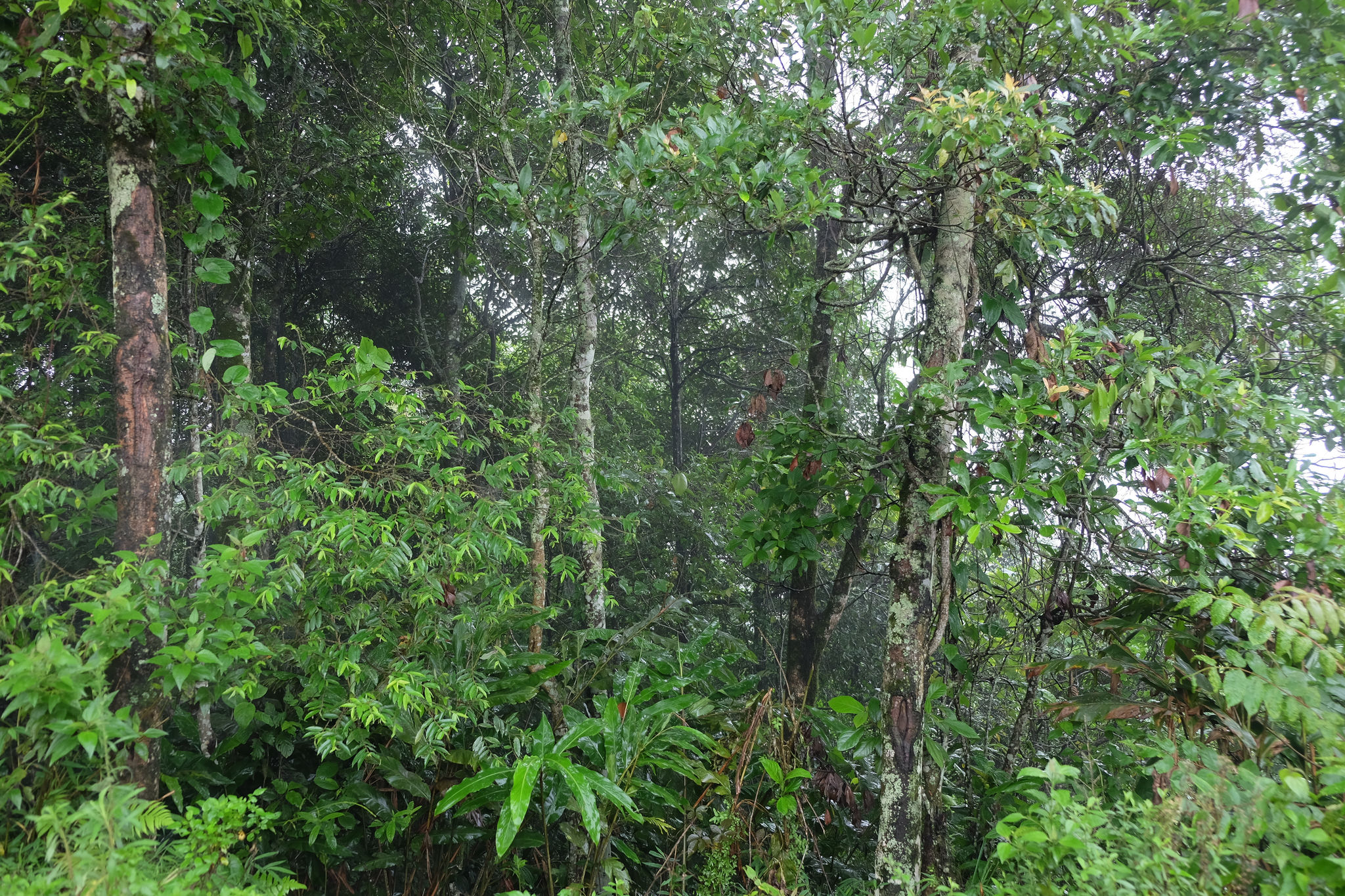 aaaa
