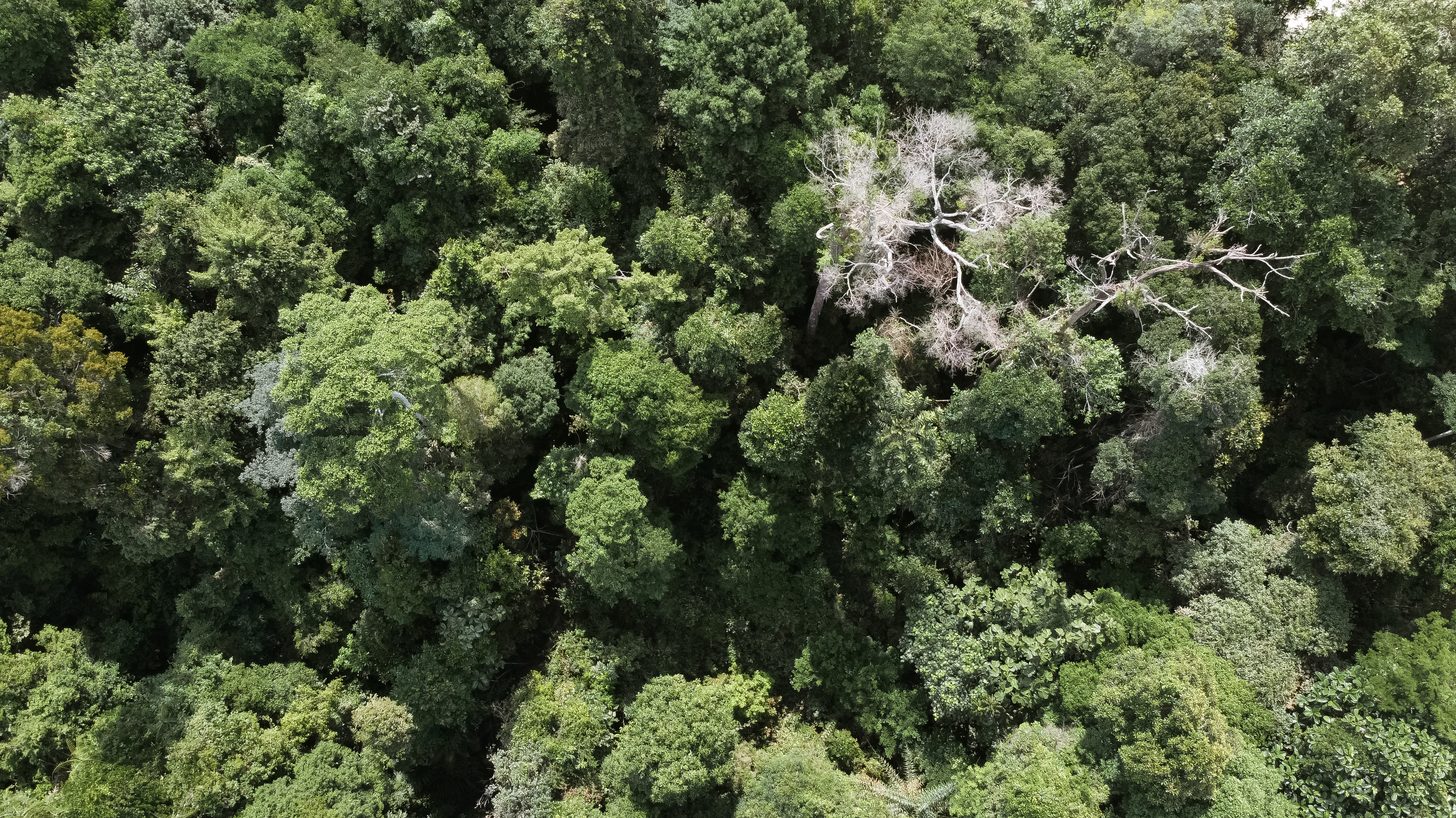 aaaa