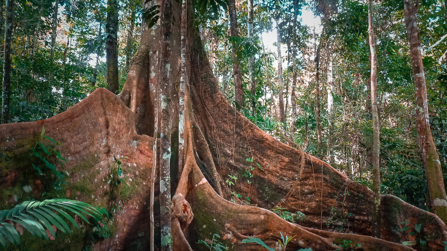 aaaa
