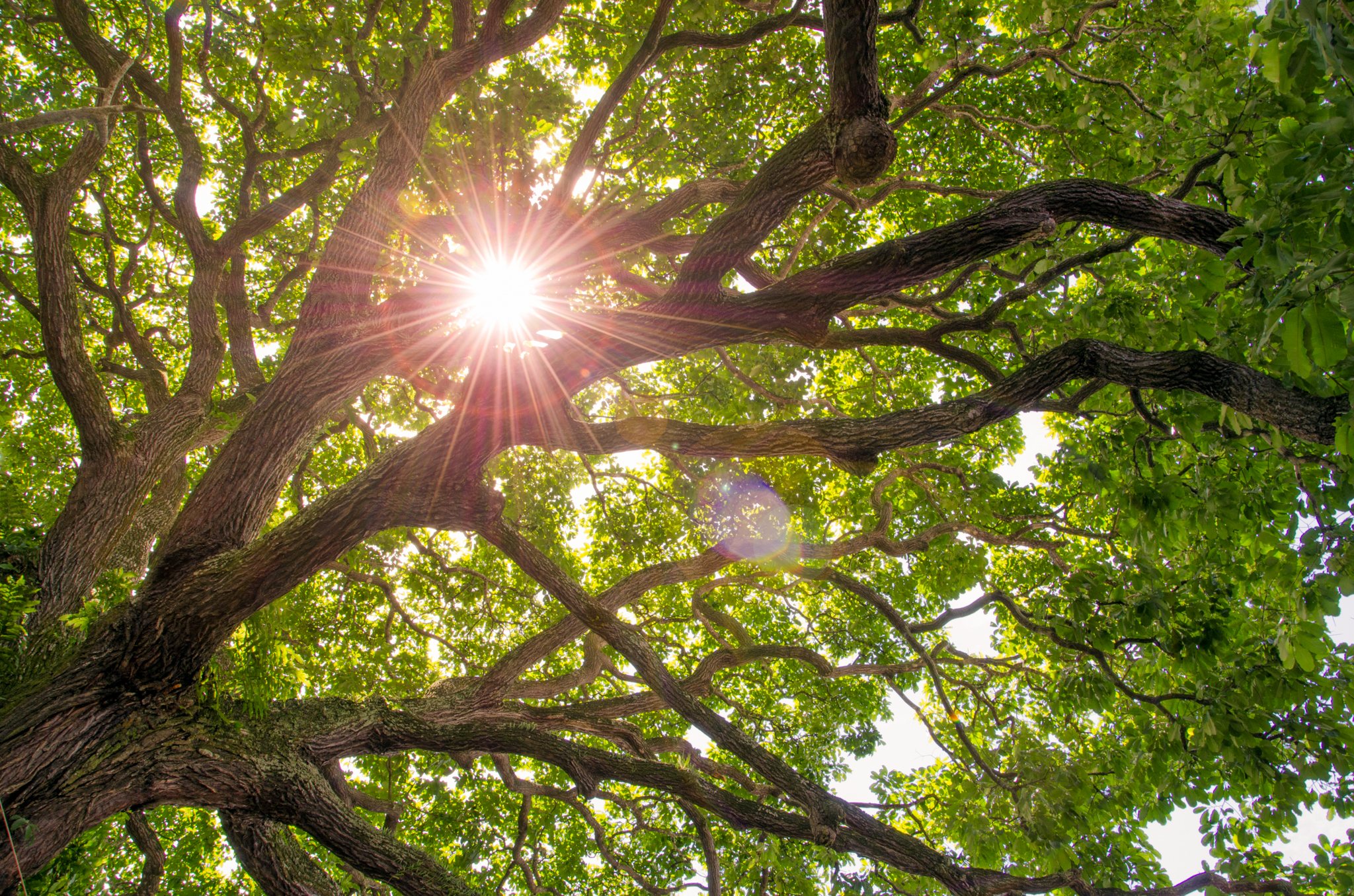 aaaa