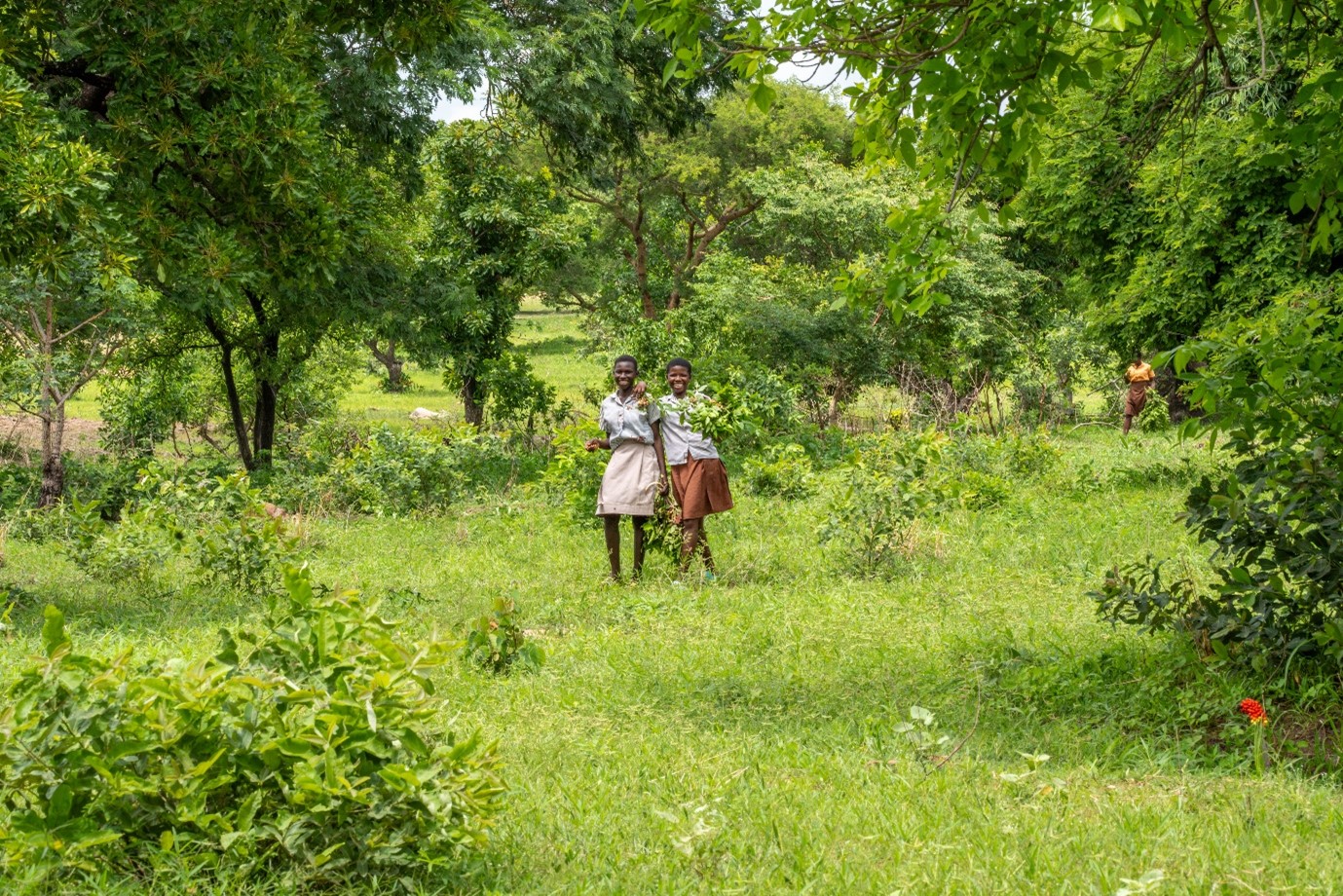 aaa