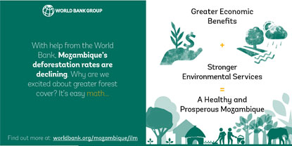 Creating opportunities for a new forestry economy in Mozambique