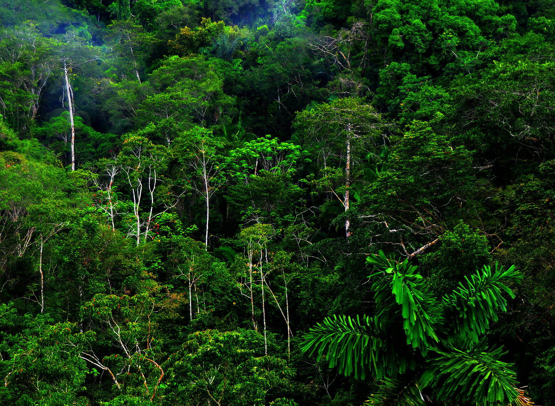 UN-REDD: A FLAGSHIP PARTNER