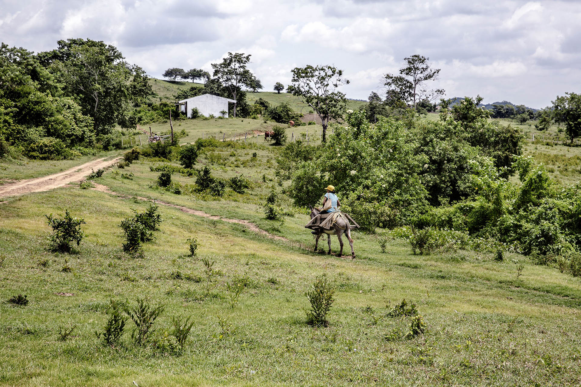 Forests for peace: the role of forests in conflict reduction