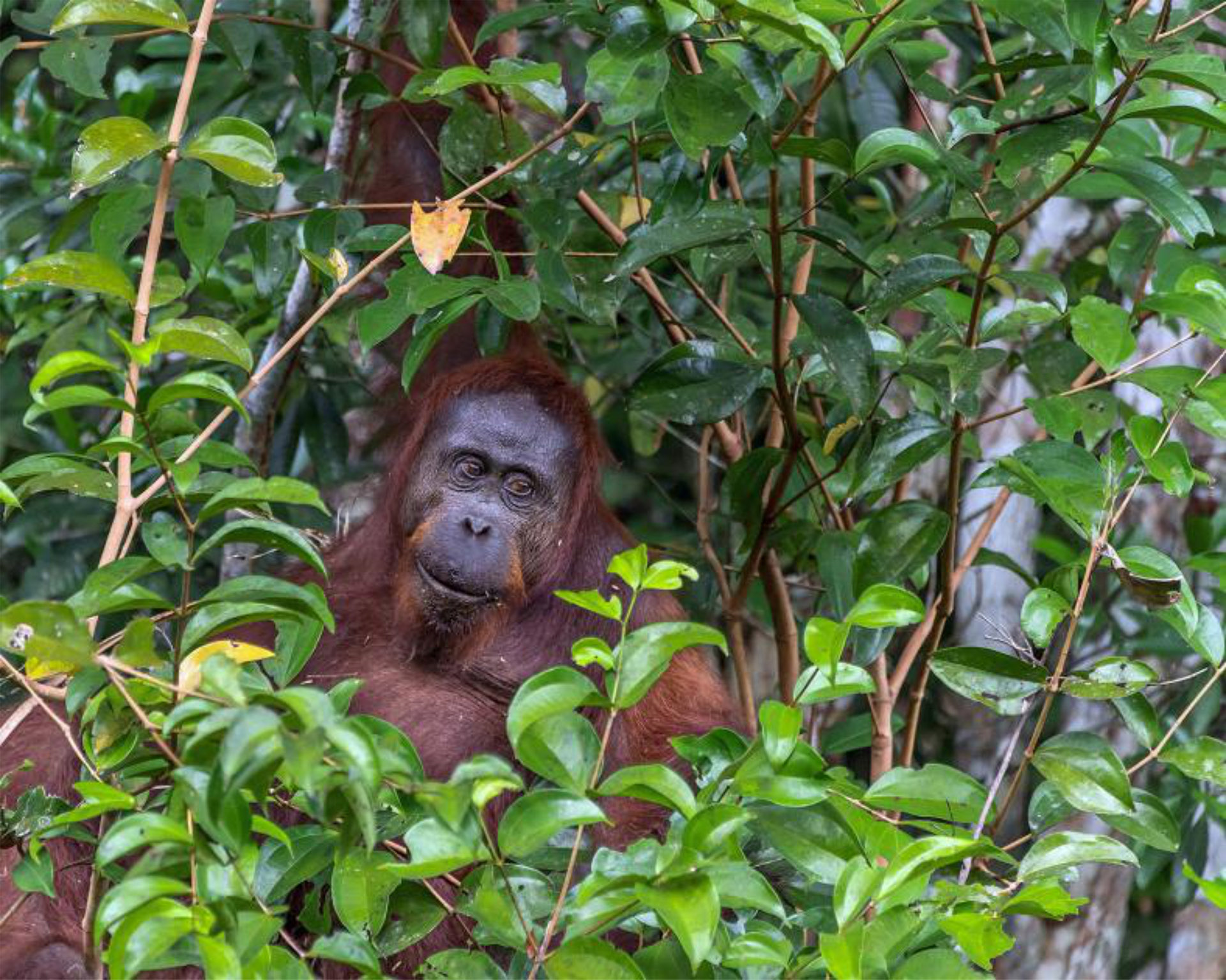 Forests provide a critical short-term solution to climate change