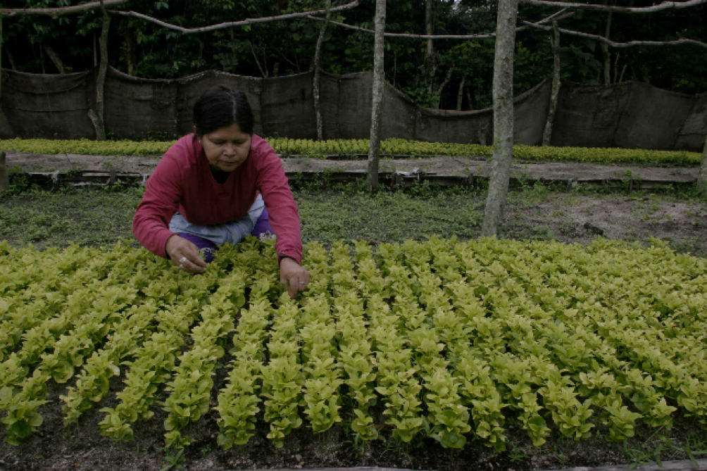 The UNFCCC Gender Action Plan: What does it mean for our work?
