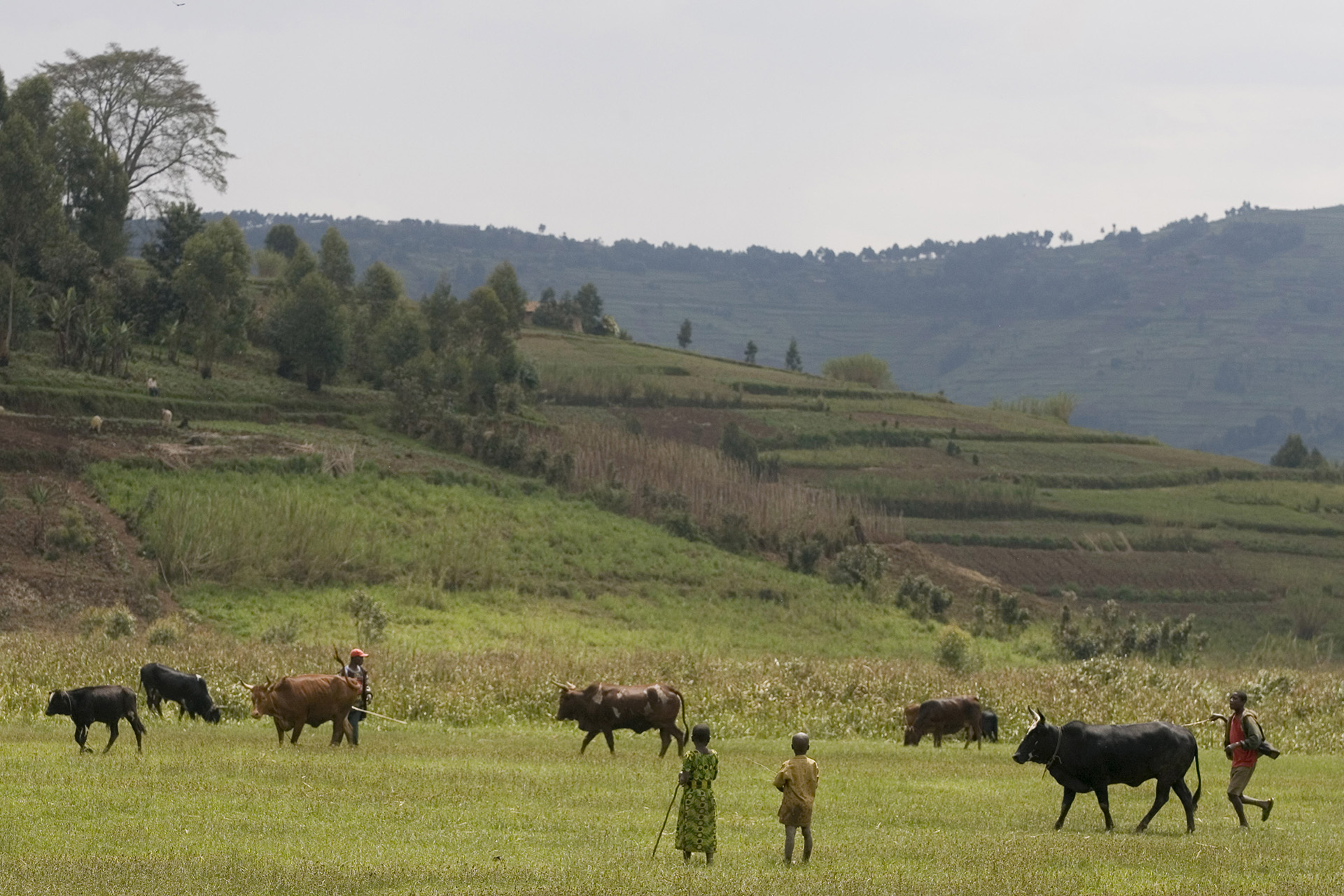 Triggering transformational change in the forestry and land use sectors