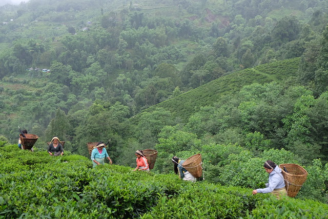 An example of intercropping in action: trees and tea plantations in Ilam, Nepal. (Leona Liu/UN-REDD Programme)