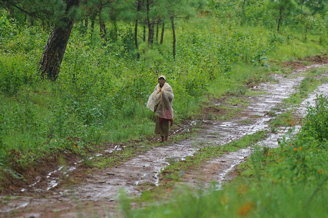 Community forests in Myanmar. (Aung Soe/UN-REDD Programme)