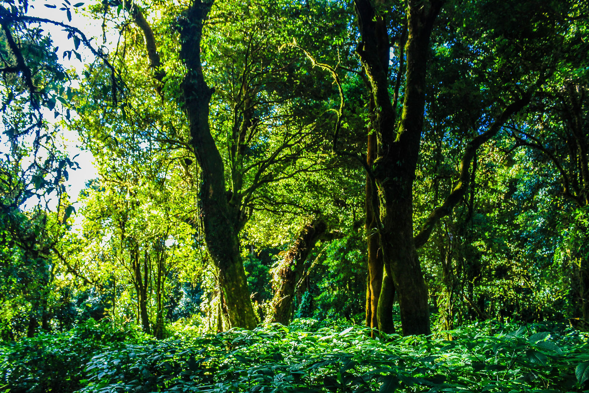 Innovations in forest monitoring lie at the forefront of the climate change battle