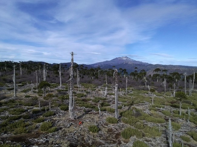 Ecological restoration as a tool for adapting and mitigating the impacts of climate change