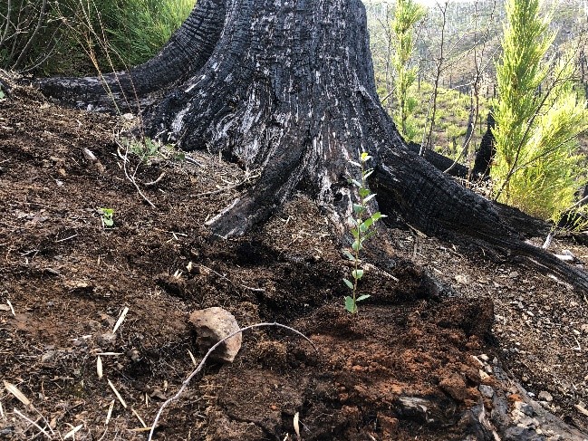 Ecological restoration as a tool for adapting and mitigating the impacts of climate change