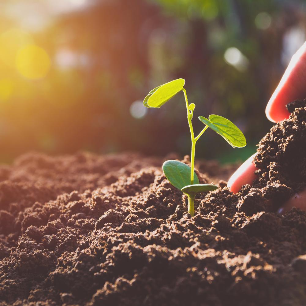 shutterstock_1103165582