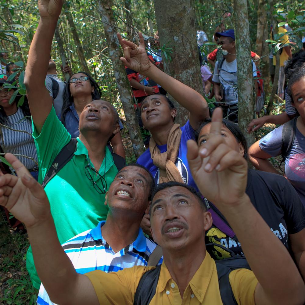 National forest monitoring