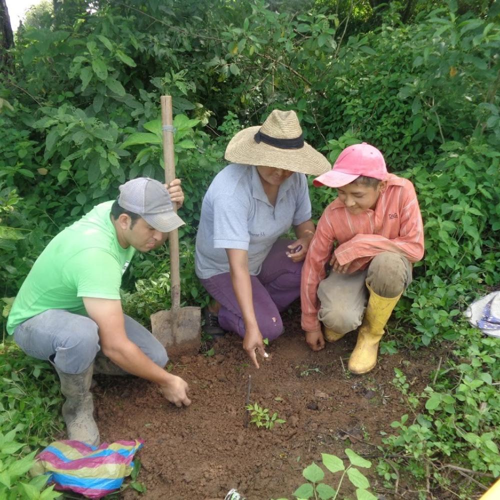 Local communities plant native forest species in Roblones, Pindal, Ecuador (2018)  (@ Dry Forest Association)