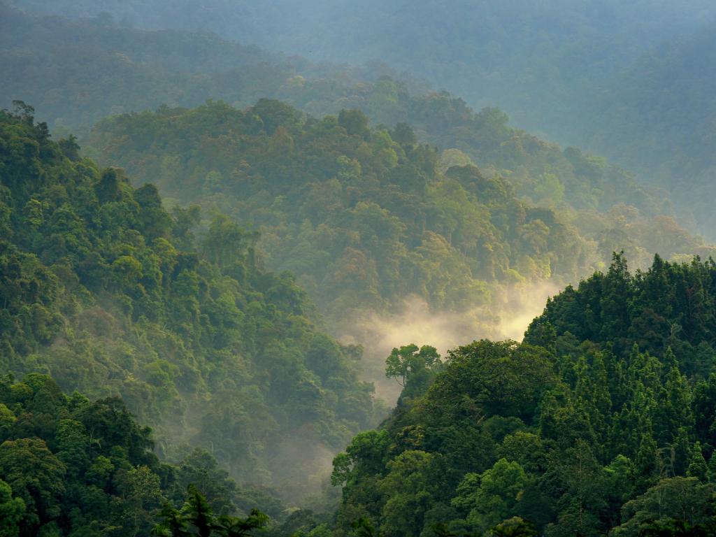 Forest