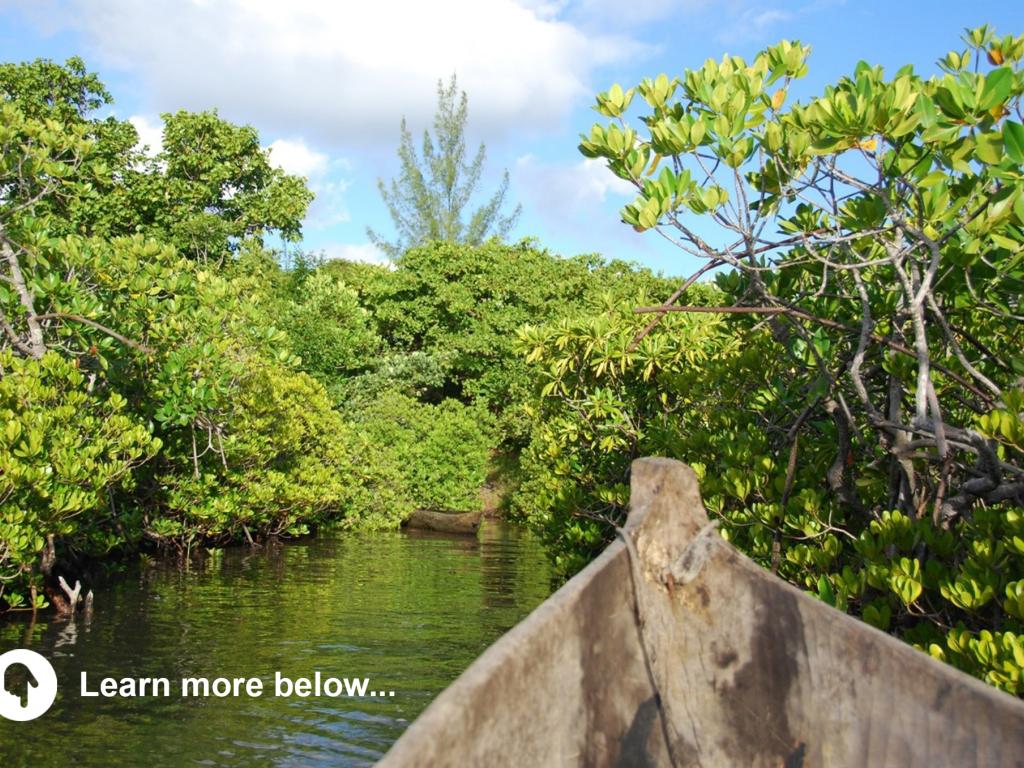 mangroves