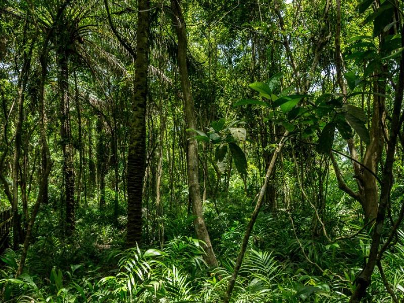 Community Based REDD+ Programme in Nigeria: a success story