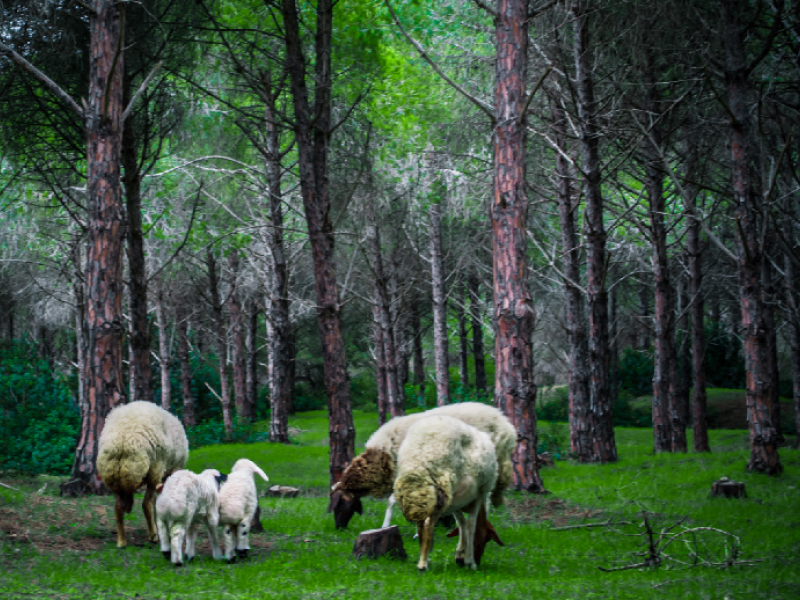 Pilot project in Tunisia begins resolving land tenure claims and preventing forest conversion
