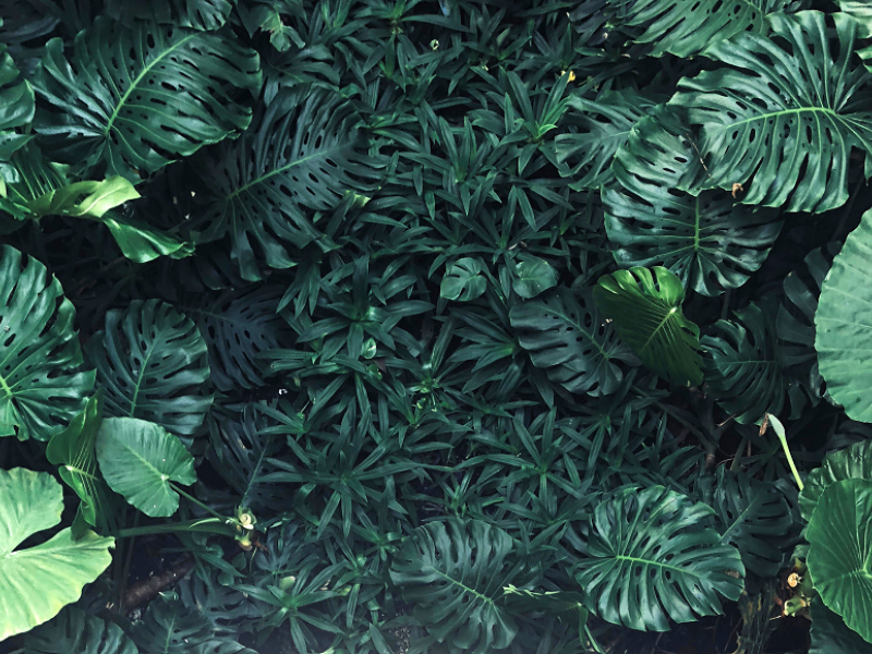 Mexico launches world's first fully operational REDD+ safeguards information system