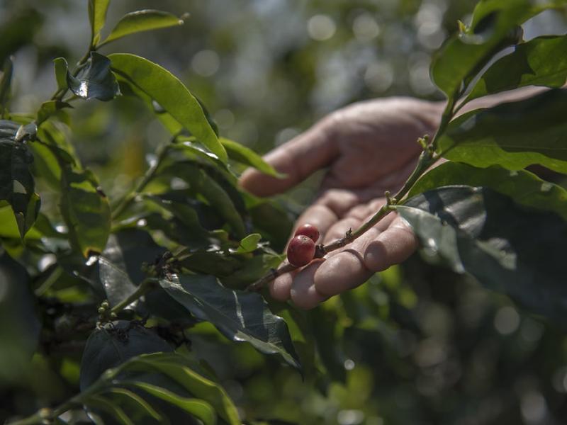 Greening Viet Nam’s Coffee Supply Chain