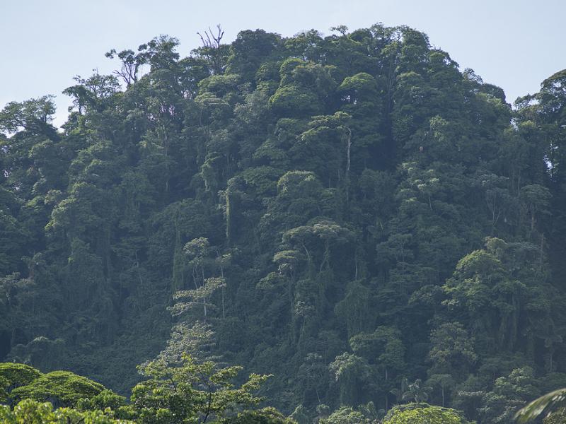 Increasing finance for sustainable land use in Latin America through the UN-REDD Programme’s support