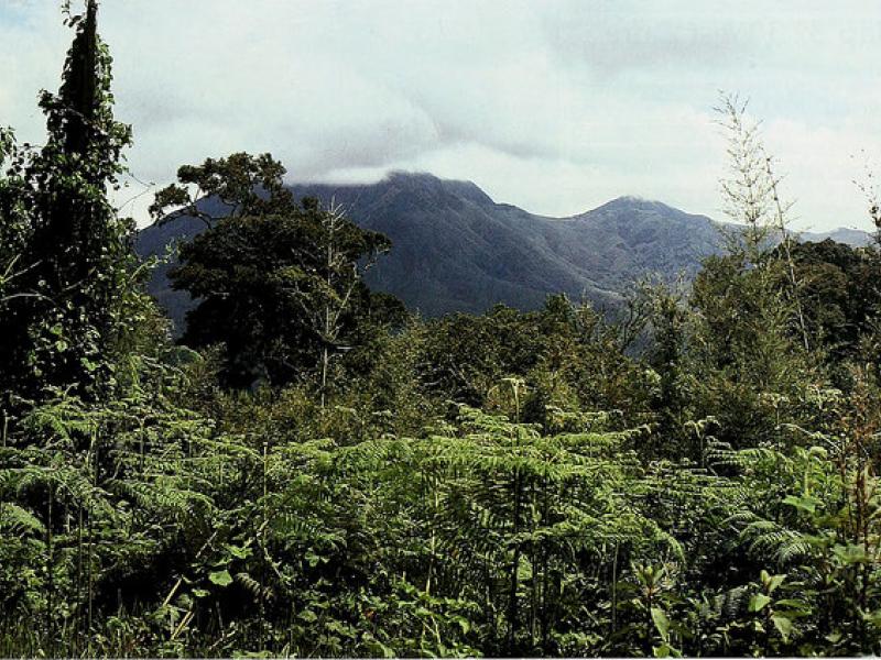 Africa’s Journey on REDD+ and Bold Vision towards Implementation