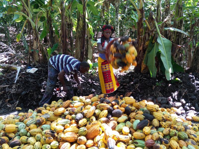 Collecting the cocoa beans (Cote d'Ivoire, UN-REDD)
