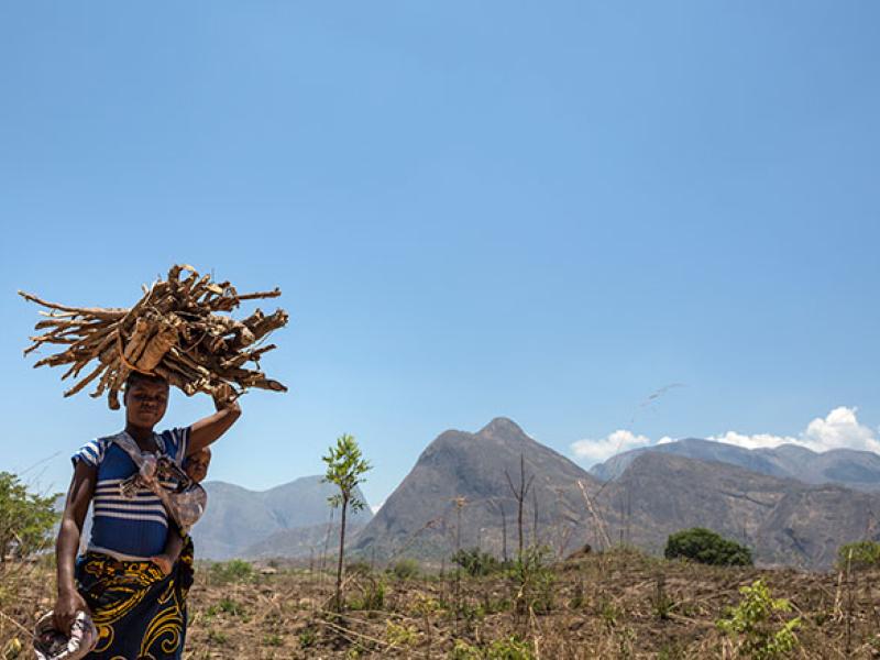 Creating opportunities for a new forestry economy in Mozambique