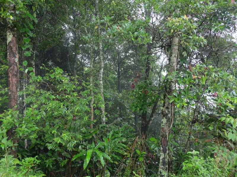Forests will play a pivotal role in the post-pandemic recovery 