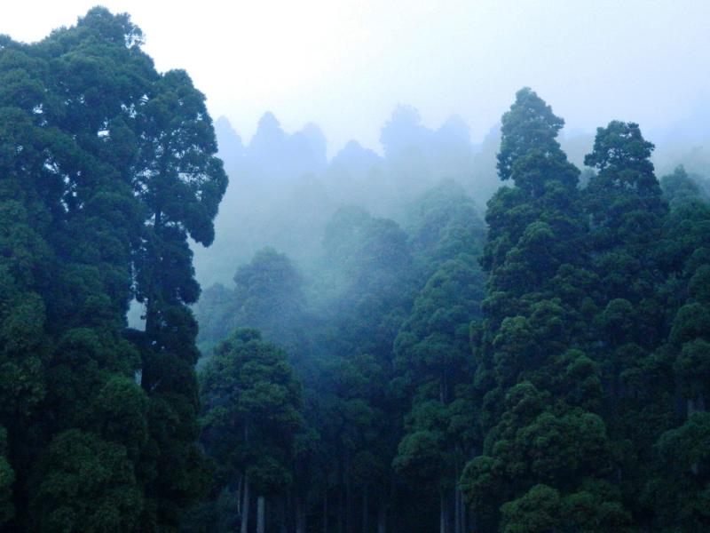 Opportunities for Forest Restoration in Latin America and the Caribbean 