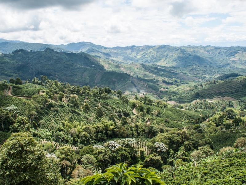 Two initiatives, one common goal How REDD+ and FLEGT synergies put governance at the center of the s