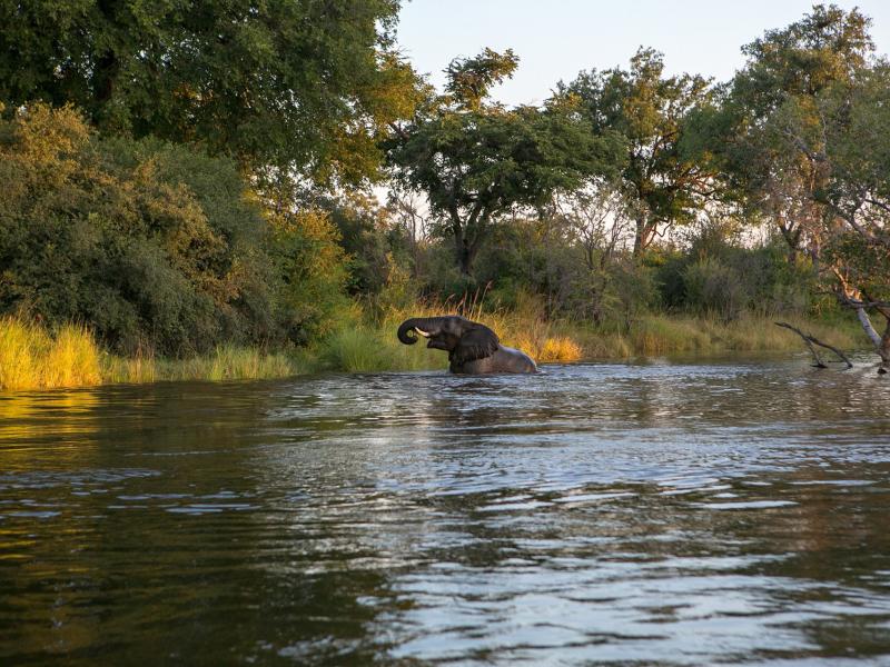 An elephant taking a bath in zambia