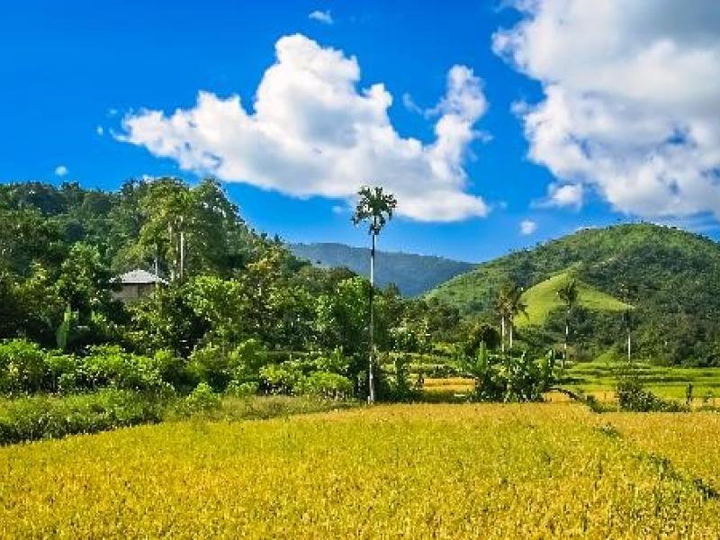 From reference levels to results reporting: REDD+ transparency for forests and climate