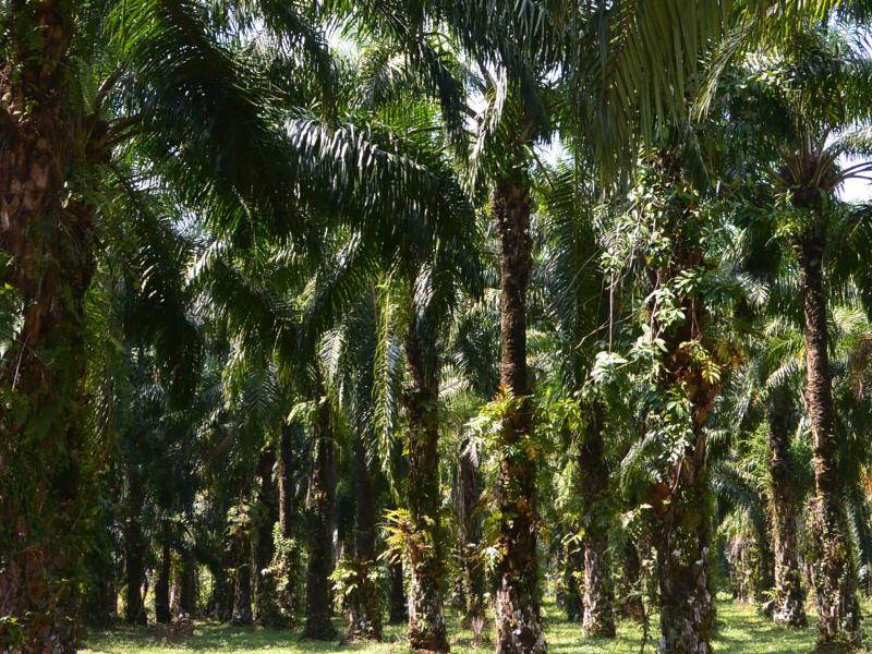 Ecuador's Pioneering Leadership on REDD+;A Look Back at UN-REDD Support Over the Last 10 Years