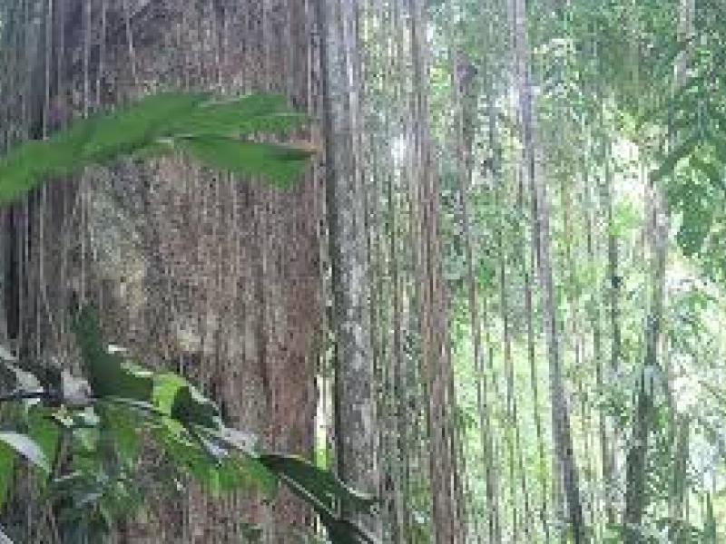 Latin American Journalists Visit Colombia to gain a deeper knowledge about the role of forests in mi