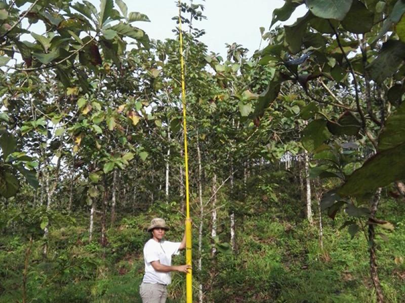 Technician measuring a two year old Cocobolo (Dalbergia retusa) planted into a 10 year old teak plantation in Panama.