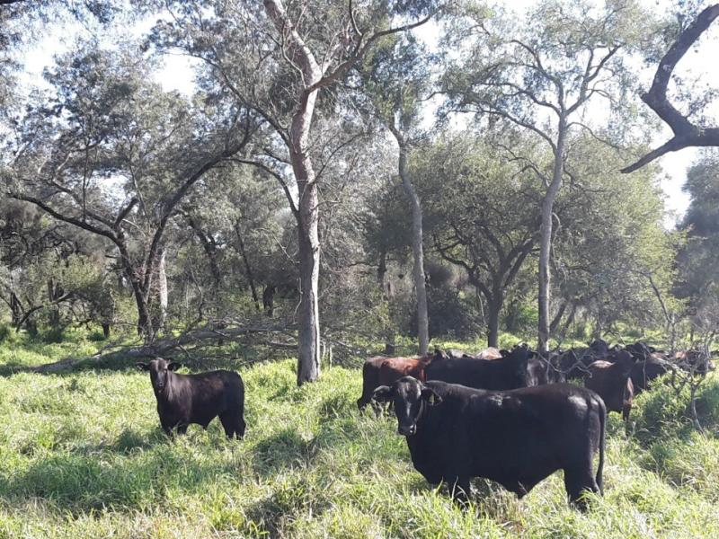 Leveraging REDD+ finance: sustainable & integrated forest landscapes in Argentina